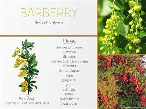 how to take berberis vulgaris